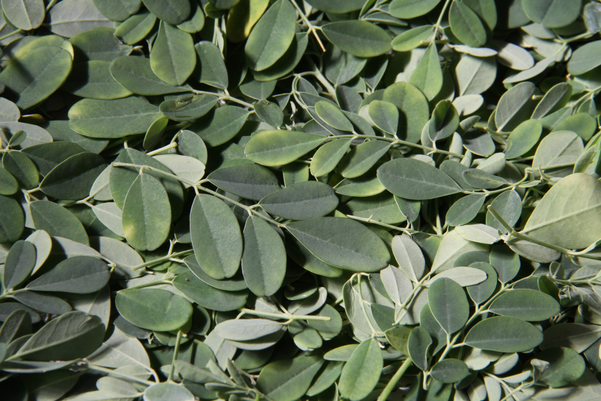 moringa001